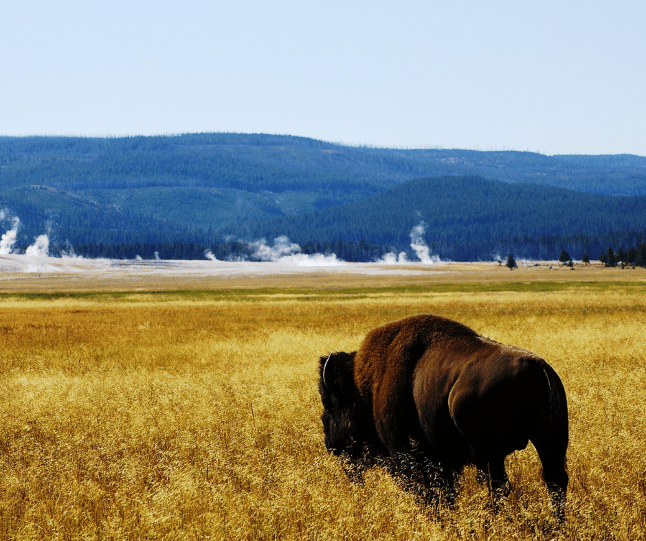 What to Do in Yellowstone National Park A Complete RV Travelers Guide from Tumbleweed Travel